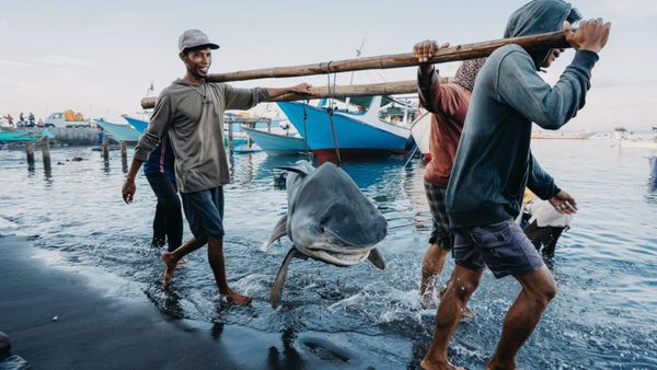 Karya Mencengangkan Finalis Kontes Foto Laut 2023, Banyak di Indonesia