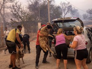Paniknya Warga Yunani Selamatkan Ternak dari Api Kebakaran Hutan