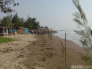 Upaya Mencegah Abrasi yang Mengintai Pantai Tirta Ayu Indramayu