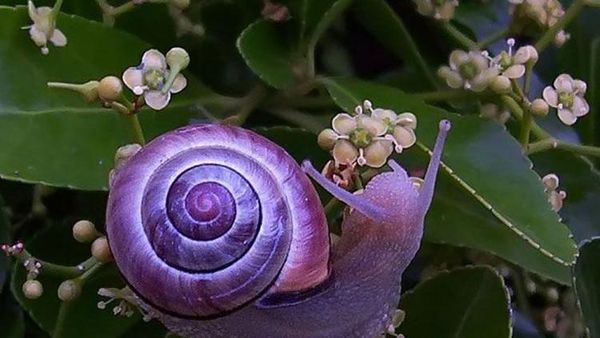 Bukan Editan, Kumpulan Hewan Ini Warna Tubuhnya Langka