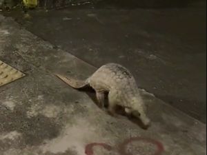 Terpopuler: Turis Nggak Menyangka, Ketemu Pokemon Langka di Jalan Raya