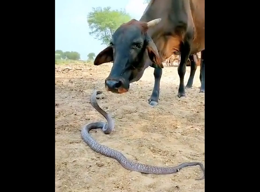 Ular mencium sapi. (Screenshot TwitterX/susantananda3)
