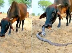 Interaksi Tak Biasa Sapi dan King Kobra di India