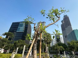 Siasat Pemprov DKI Tangkal Polusi Udara: Tanam Pohon-WFH