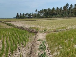 3.728 Hektare Sawah di Pinrang Kekeringan, Petani Terancam Gagal Panen