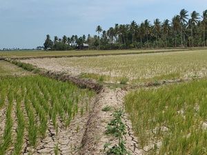 Pemkab Pinrang Ngaku Bantu Pompa Air Atasi 3.728 Hektare Sawah Kekeringan Pemkab Pinrang Ngaku Bantu Pompa Air Atasi 3.728 Hektare Sawah Kekeringan