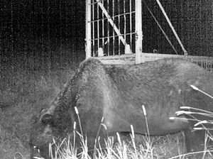 Beruang di Jepang Ini Berhasil Diburu dan Dagingnya Dimasak Yakiniku