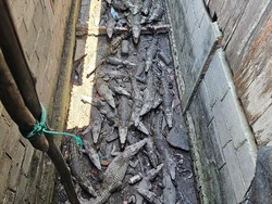 Pengakuan Tersangka Pelihara 58 Buaya Muara di Samping Rumah hingga 9 Tahun