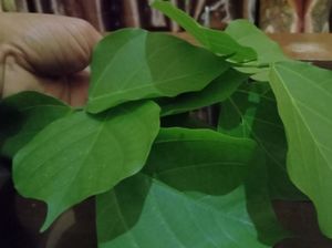 8 Manfaat Daun Dadap untuk Kesehatan, Membantu Meredakan Demam-Bengkak