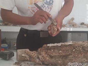 Intip Fosil Gading Gajah Purba Berusia 1,5 Juta Tahun di Kudus