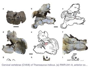 Ditemukan! Fosil Sauropoda Pertama di India, Tertua di Dunia