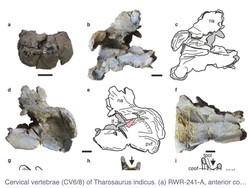 Ditemukan! Fosil Sauropoda Pertama di India, Tertua di Dunia