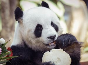 China Bakal Kirim Panda Baru ke Kebun Binatang AS, Pertanda Apa?
