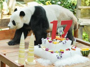 Aksi Gemas Panda Raksasa yang Sedang Ultah Aksi Gemas Panda Raksasa yang Sedang Ultah