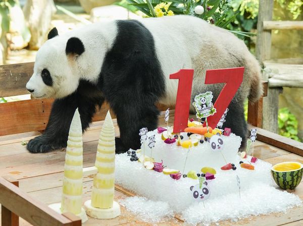 Aksi Gemas Panda Raksasa yang Sedang Ultah