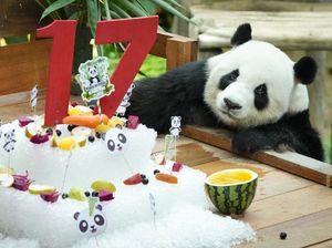 Gemas.. Dua Panda Raksasa Rayakan Ultah ke-17 di Bonbin Malaysia Gemas.. Dua Panda Raksasa Rayakan Ultah ke-17 di Bonbin Malaysia