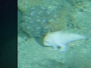 Tak Terlihat Selama 25 Tahun, Ikan Bertangan yang Langka Muncul di Perairan Tasmania Tak Terlihat Selama 25 Tahun, Ikan Bertangan yang Langka Muncul di Perairan Tasmania