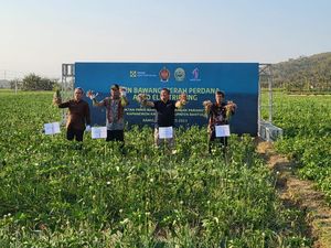 Panen Bawang Merah Agro Electrifying Parangtritis Capai 20 Ton/Hektare