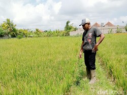Irigasi Tertimbun Longsor, 16 Subak di Ubud Kekeringan