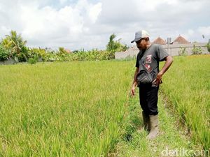 Irigasi Tertimbun Longsor, 16 Subak di Ubud Kekeringan Irigasi Tertimbun Longsor, 16 Subak di Ubud Kekeringan
