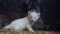 Lucu! Puma Albino Lahir di Nikaragua