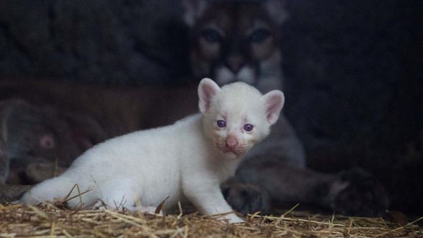 Lucu! Puma Albino Lahir di Nikaragua