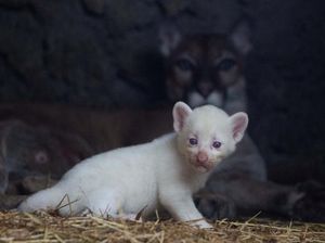 Lucu! Puma Albino Lahir di Nikaragua Lucu! Puma Albino Lahir di Nikaragua