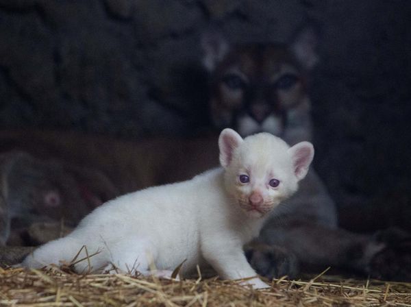 Lucu! Puma Albino Lahir di Nikaragua