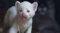 Langka, Puma Albino Lahir di Nikaragua