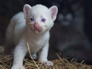 Langka, Puma Albino Lahir di Nikaragua Langka, Puma Albino Lahir di Nikaragua
