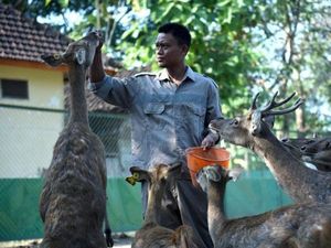 Mengintip Penangkaran Rusa Timor di Bojonegoro