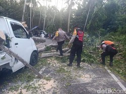 Pohon Tumbang Timpa Pikap di Jalur Lintas Ubud Bali, Sempat Bikin Macet