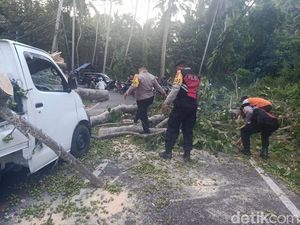 Pohon Tumbang Timpa Pikap di Jalur Lintas Ubud Bali, Sempat Bikin Macet Pohon Tumbang Timpa Pikap di Jalur Lintas Ubud Bali, Sempat Bikin Macet