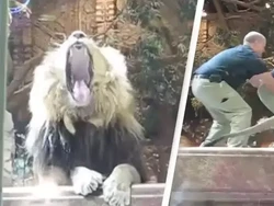 Penjaga Kebun Binatang Diserang Singa Jantan Diselamatkan Singa Betina