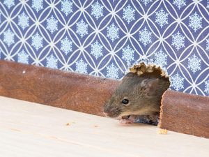 4 Tanaman yang Bisa bikin Tikus Kabur dan Ogah Datang Lagi ke Rumah 4 Tanaman yang Bisa bikin Tikus Kabur dan Ogah Datang Lagi ke Rumah