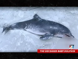 Parah! Bayi Lumba-lumba Mati demi Bikin Konten Instagram