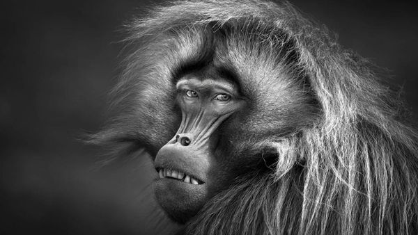 Jawara Kontes Foto Hitam Putih yang Mengesankan