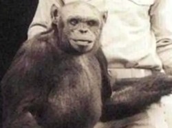 Benarkah Hewan Bisa Berbohong? Begini Penjelasannya