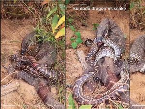 Viral Video Duel Komodo Vs Ular Piton, Siapa yang Menang?