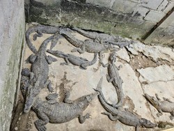 Penasaran Cara Buaya Berkomunikasi? Begini Penjelasan Pakar IPB