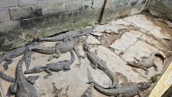 Kondisi Penangkaran Ilegal 58 Buaya di Tengah Permukiman Warga