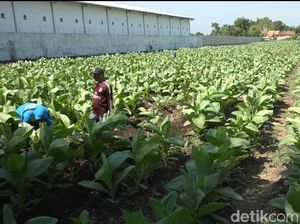 Petani Tembakau di Probolinggo Keluhkan Gudang Besar yang Belum Buka Petani Tembakau di Probolinggo Keluhkan Gudang Besar yang Belum Buka