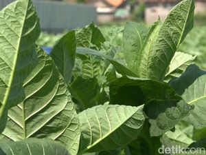 Petani Semringah Hasil Panen Tembakau Lebih Bagus Dari Tahun Lalu Petani Semringah Hasil Panen Tembakau Lebih Bagus Dari Tahun Lalu