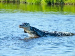 Unik dan Langka! Fotografer Abadikan Aligator Berenang Bak Lumba-lumba