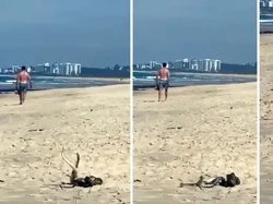 Duel Ular di Pantai Bikin Pengunjung Kaget dan Ketakutan