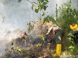 Kebakaran Gunung Ciremai, 102 Hektare Lahan Hangus