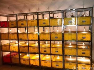 Kadal dan Ular Pun Bisa Menginap di Hotel Kadal dan Ular Pun Bisa Menginap di Hotel