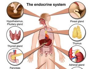 Sistem Endokrin Adalah: Pengertian, Fungsi, dan Macamnya