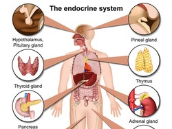 Sistem Endokrin Adalah: Pengertian, Fungsi, dan Macamnya