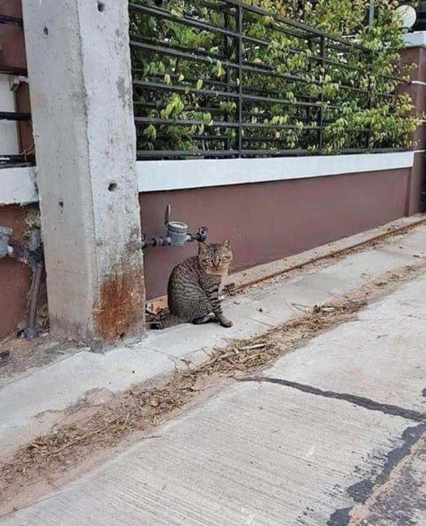 Ilustrasi/Foto: Facebook/changpuaksiam